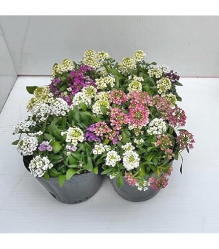 Amazon.co.jp: 花苗 アリッサムMIX植え 3号ポット 2株 / 国華園 25年秋